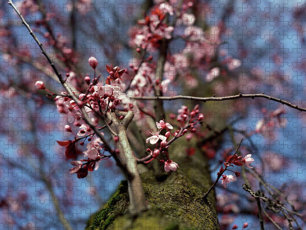 Plum Jigsaw Puzzle featuring the photograph Plum Blossoms And Blue Sky by Danielle D. Hughson