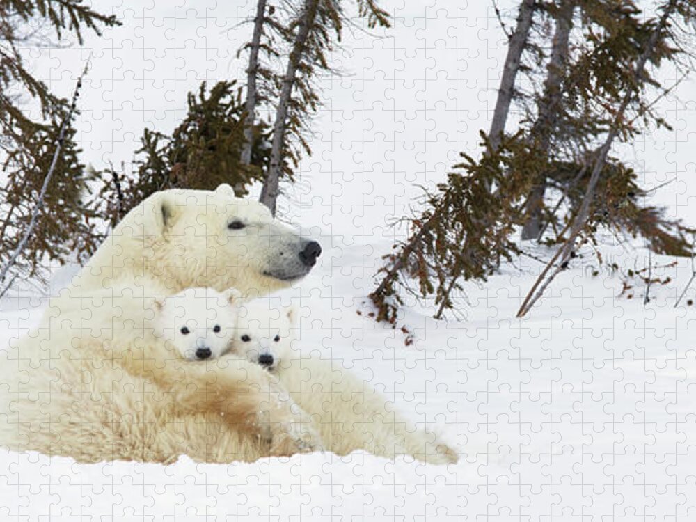 Bear Cub Jigsaw Puzzle featuring the photograph Polar Bear Ursus Maritimus Sow And Two by Richard Wear / Design Pics
