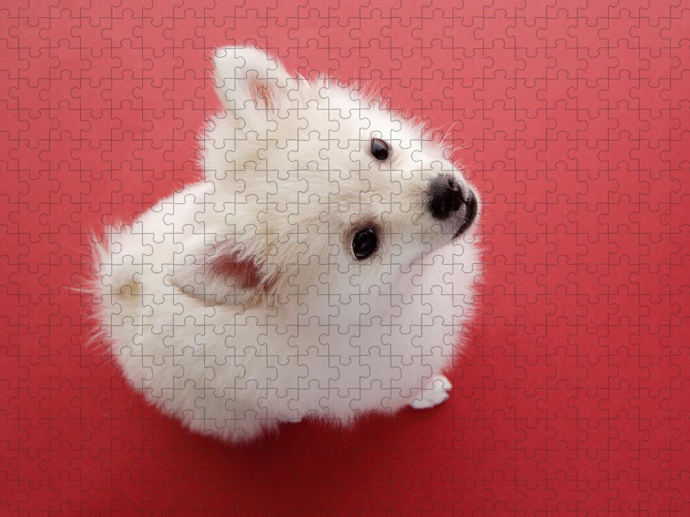 Pets Jigsaw Puzzle featuring the photograph Pomeranian On The Red Carpet White by Imagenavi