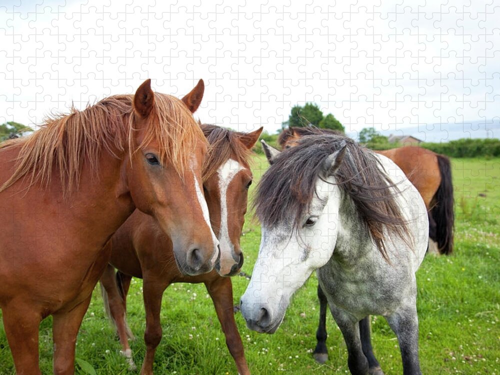 Horse Jigsaw Puzzle featuring the photograph Ponies In A Paddock by Sashafoxwalters