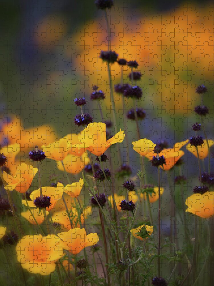 Wildflowers Jigsaw Puzzle featuring the photograph Poppies And Desert Chia by Saija Lehtonen