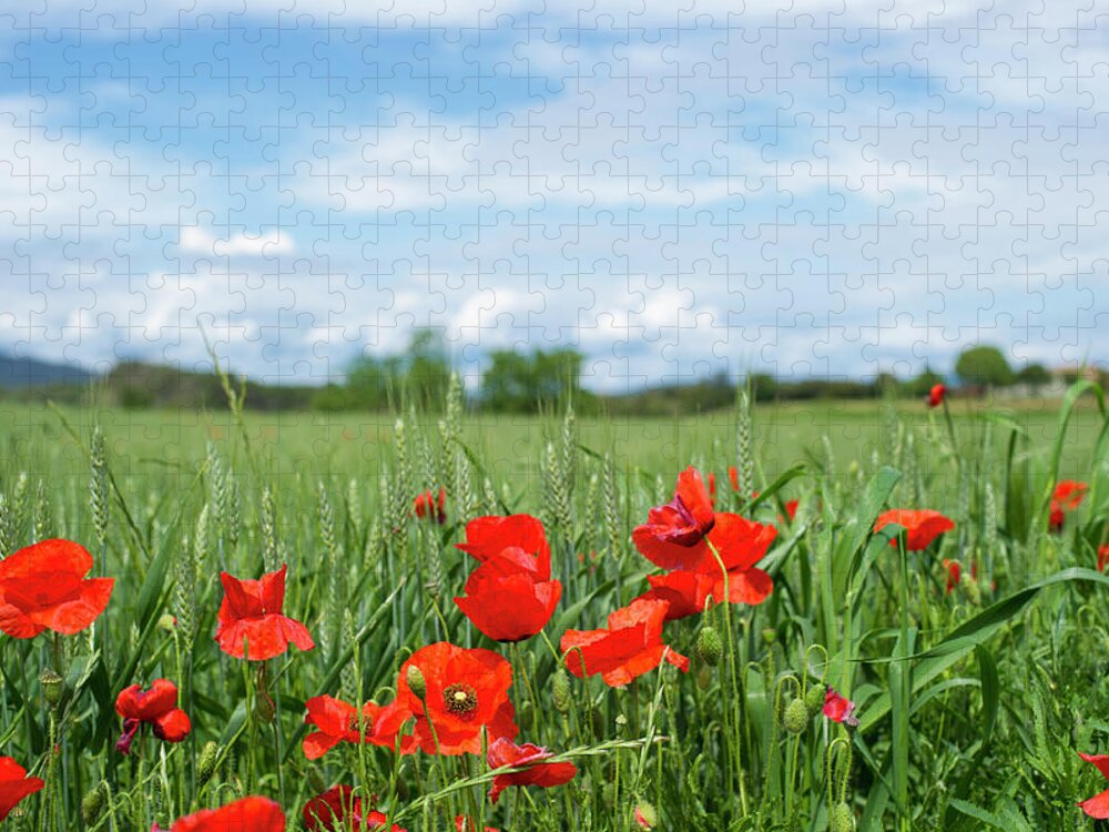 Grass Jigsaw Puzzle featuring the photograph Poppy Field by Stockstudiox