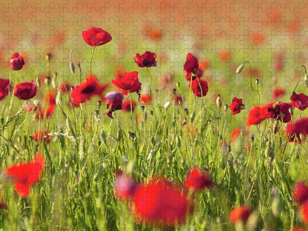 Tranquility Jigsaw Puzzle featuring the photograph Poppy Field by Visionandimagination.com