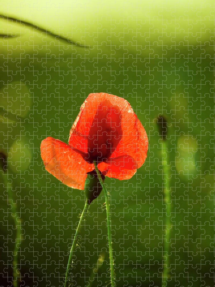 Outdoors Jigsaw Puzzle featuring the photograph Poppy Flower by Andreaskermann