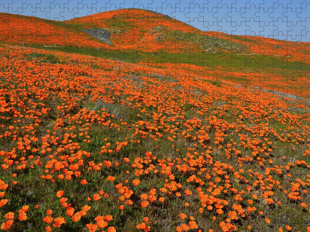 Wildflowers Jigsaw Puzzle featuring the photograph Poppy Superbloom 2019 by Brian Tada