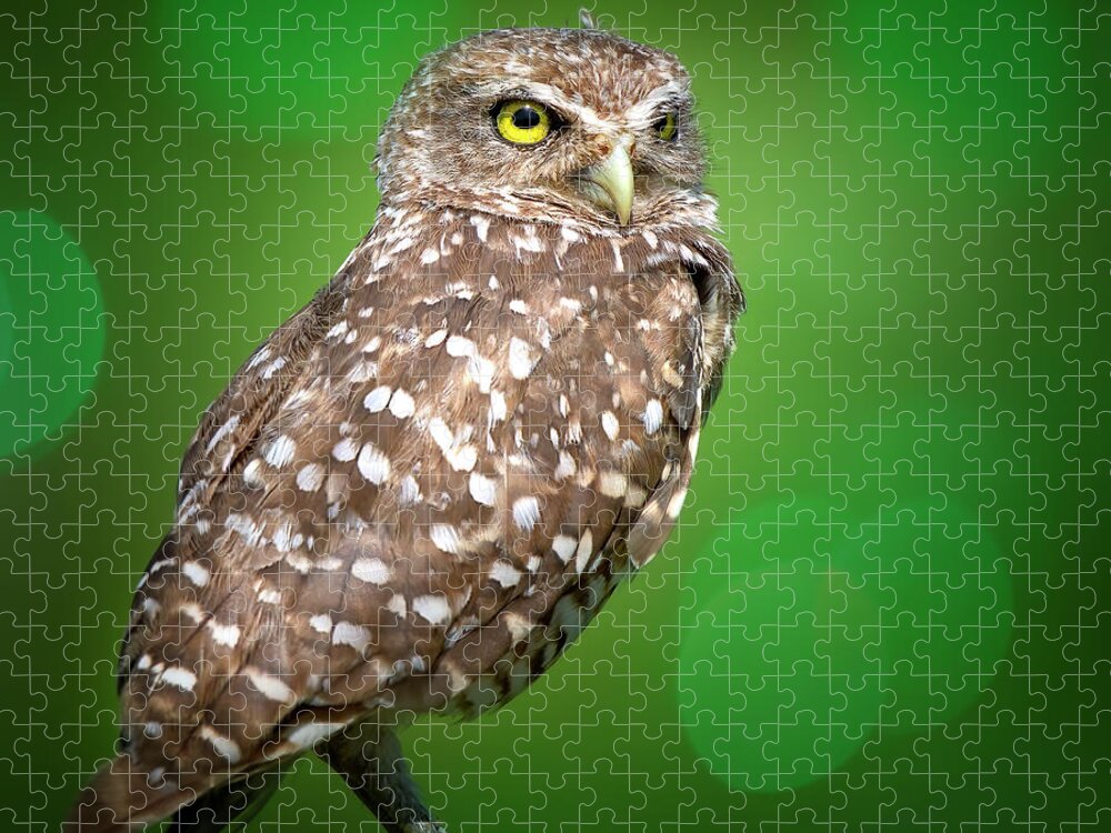 Owl Jigsaw Puzzle featuring the photograph Portrait of a Burrowing Owl by Mark Andrew Thomas