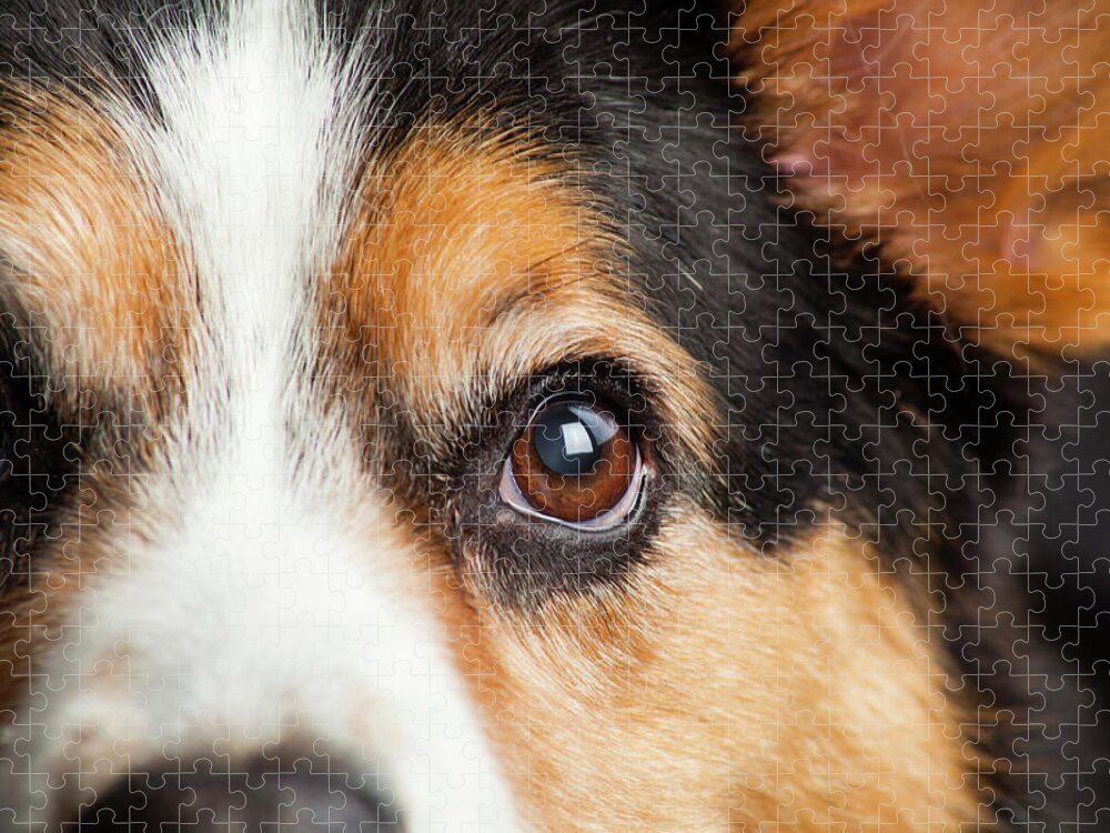 https://render.fineartamerica.com/images/rendered/default/flat/puzzle/images/artworkimages/medium/2/portrait-of-a-corgi-dog-panoramic-images.jpg?&targetx=-62&targety=0&imagewidth=1125&imageheight=750&modelwidth=1000&modelheight=750&backgroundcolor=2E2622&orientation=0&producttype=puzzle-18-24&brightness=118&v=6