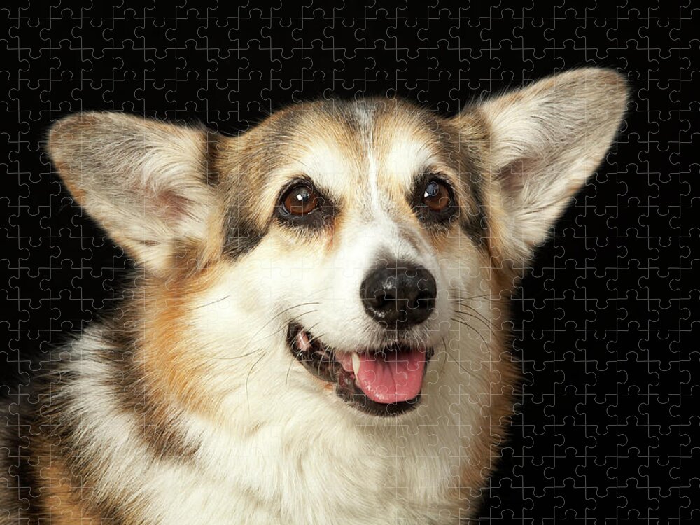Portrait Of Black, Brown And White Corgi Jigsaw Puzzle by M Photo 