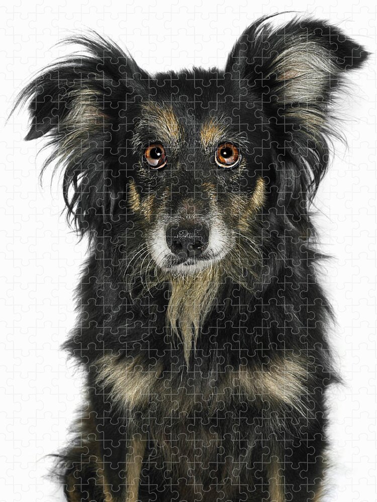 Pets Jigsaw Puzzle featuring the photograph Portrait Of Border Collie Cross Dog by Gandee Vasan