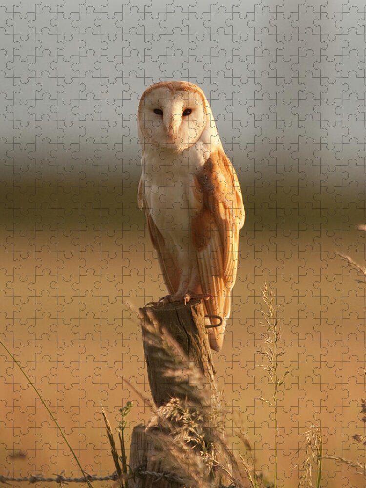 Animal Themes Jigsaw Puzzle featuring the photograph Portrait Of Male Barn Owl by © Paul Blackley