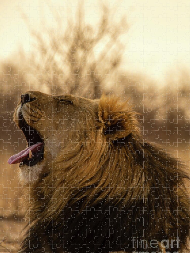 Kalahari Desert Jigsaw Puzzle featuring the photograph Portrait Of Yawning Lion, Kalahari by Valentin Uhrmeister
