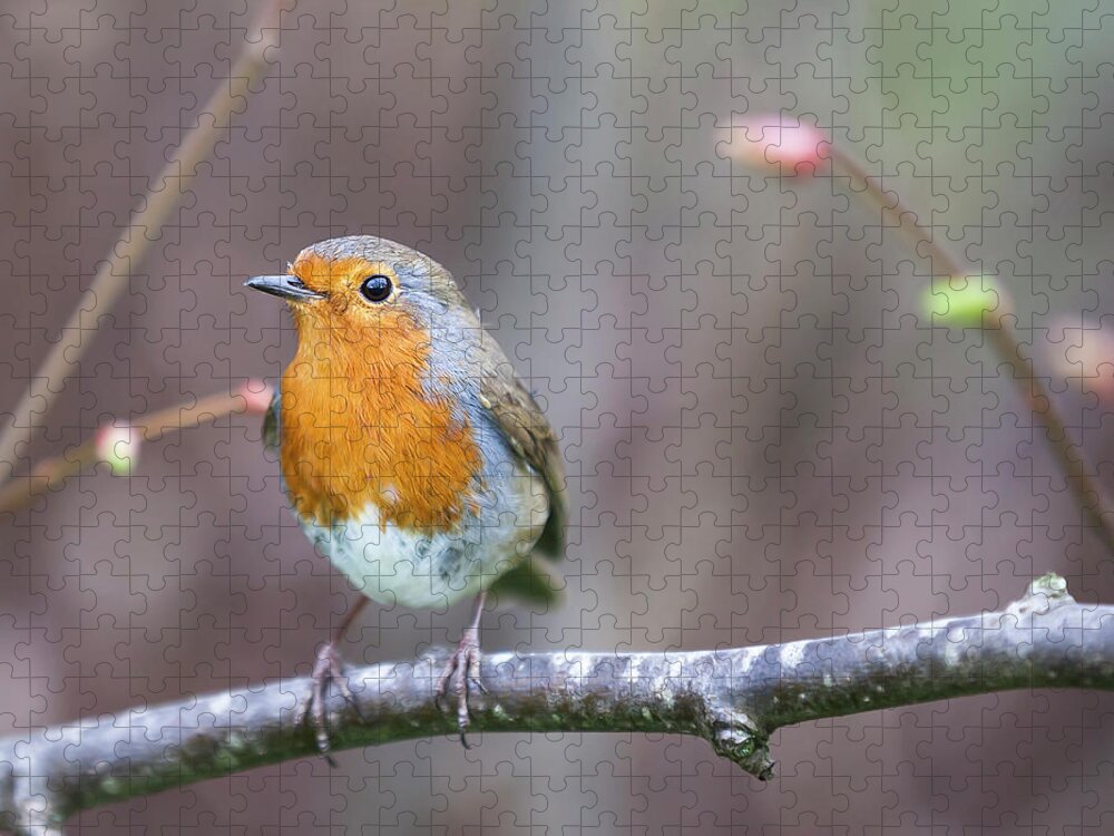Animal Themes Jigsaw Puzzle featuring the photograph Posing Robin by Tess Axelsson