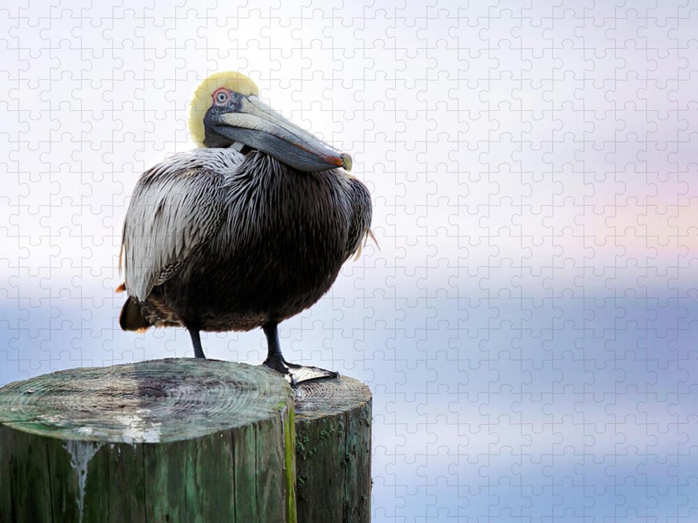 Pelican Jigsaw Puzzle featuring the photograph Post Sitting Near Sunset by Susan Rissi Tregoning