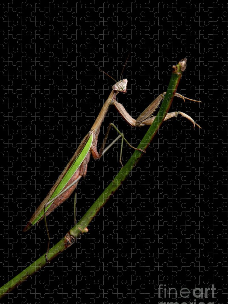 Praying Mantis Jigsaw Puzzle featuring the photograph Praying Mantis by Diane Diederich