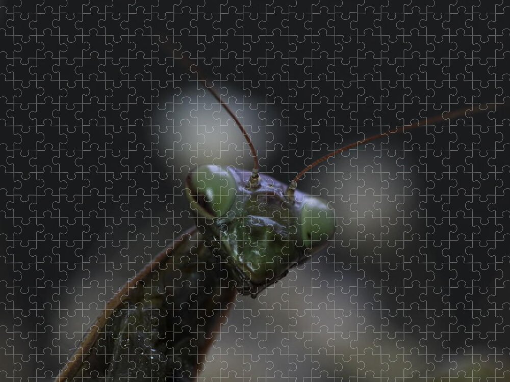 Mantis Jigsaw Puzzle featuring the photograph Praying mantis by Martin Smith