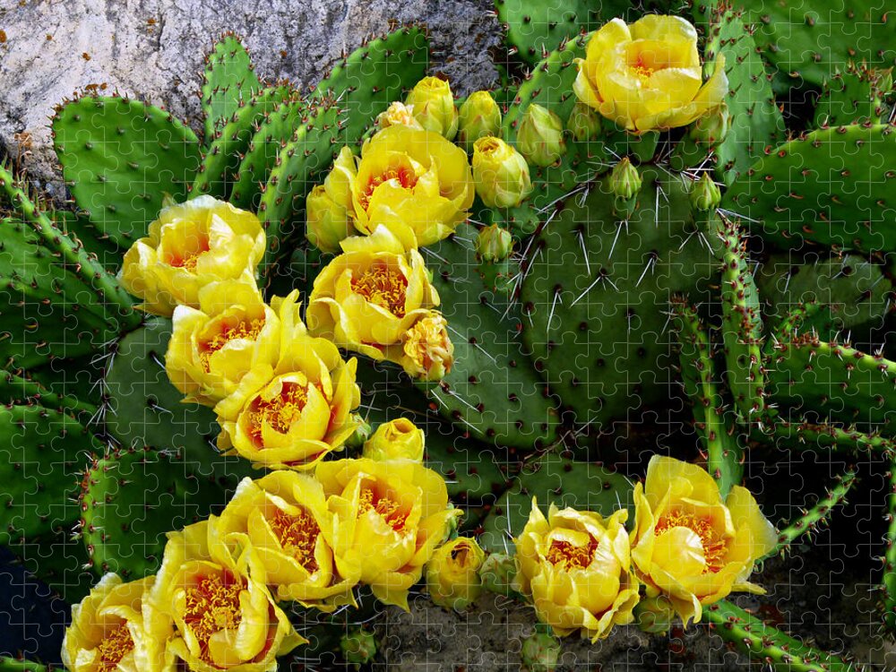 Prickly Pear Jigsaw Puzzle featuring the photograph Prickly Pear Against Stone by Mike McBrayer