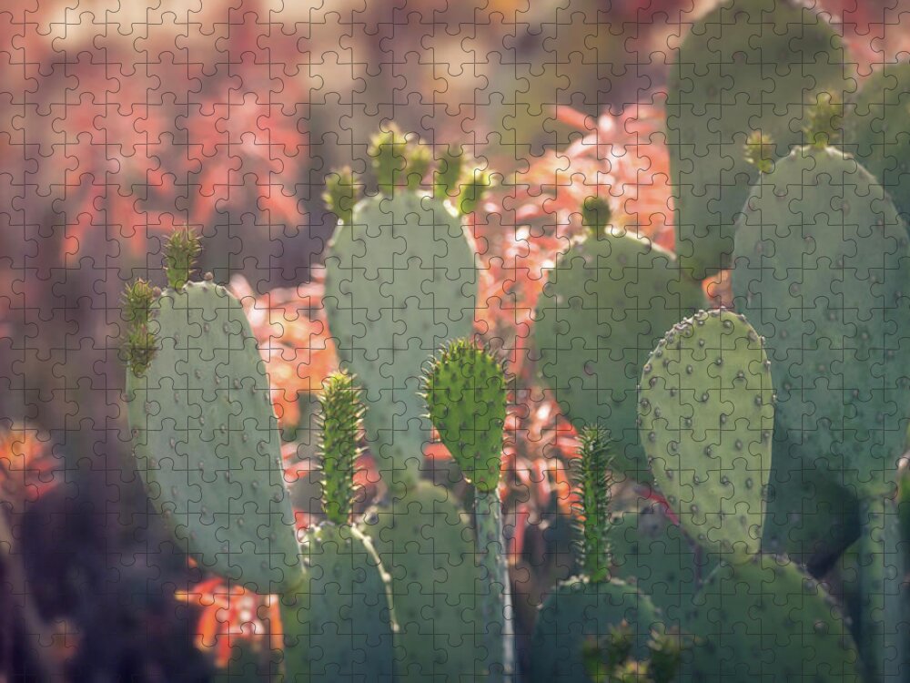 Prickly Pear Cactus Jigsaw Puzzle featuring the photograph Prickly Pear And Aloe Flowers by Saija Lehtonen