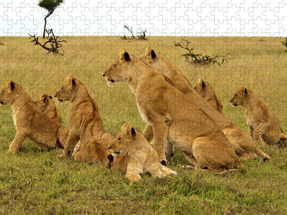 Kenya Jigsaw Puzzle featuring the photograph Pride Of Lions Have Dinner Spotted by Andrew Molinaro