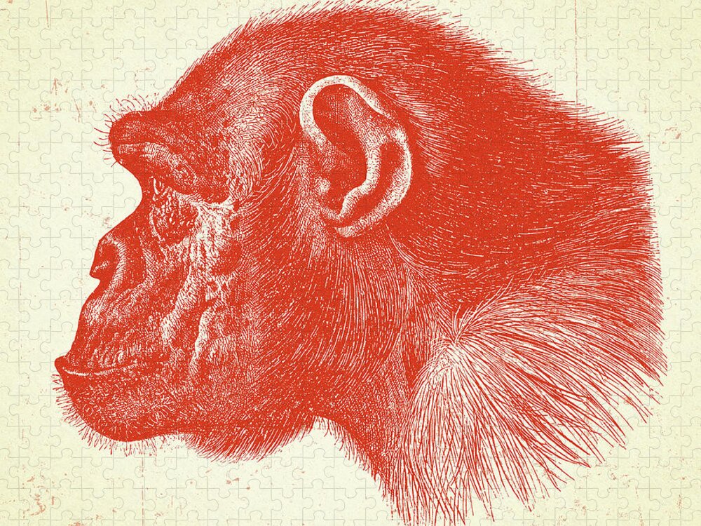 Animal Jigsaw Puzzle featuring the drawing Profile of a Chimpanzee by CSA Images
