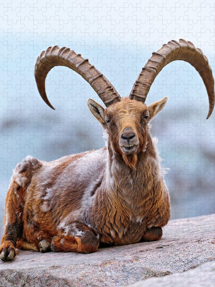Horned Jigsaw Puzzle featuring the photograph Proud Lying Ibex by Picture By Tambako The Jaguar