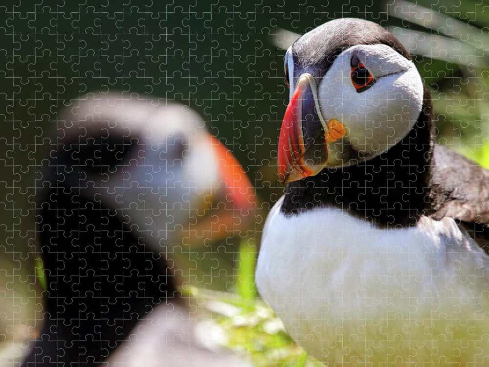 Puffin Jigsaw Puzzle featuring the photograph Puffin Focus - Staffa - Scotland by Jason Politte