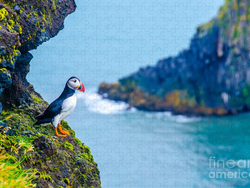 Icelandic Jigsaw Puzzle featuring the photograph Puffin - Iceland by Simon Dannhauer