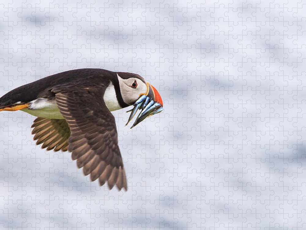Animal Themes Jigsaw Puzzle featuring the photograph Puffin In Flight Carrying Sand Eels by Mark Ellison Photography