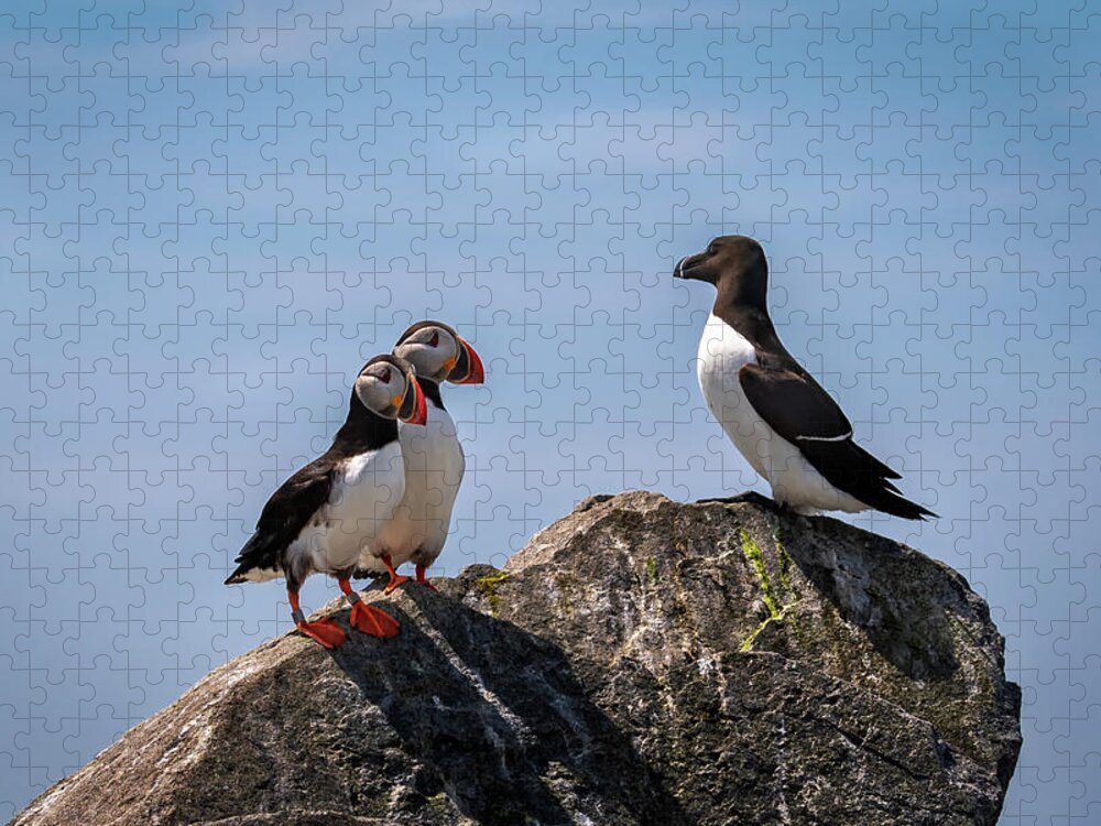 Atlantic Puffin Jigsaw Puzzle featuring the photograph Puffins and Razorbill by C Renee Martin