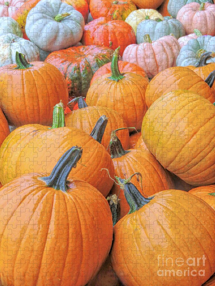 Pumpkins Jigsaw Puzzle featuring the photograph Pumpkin Variety by Janice Drew