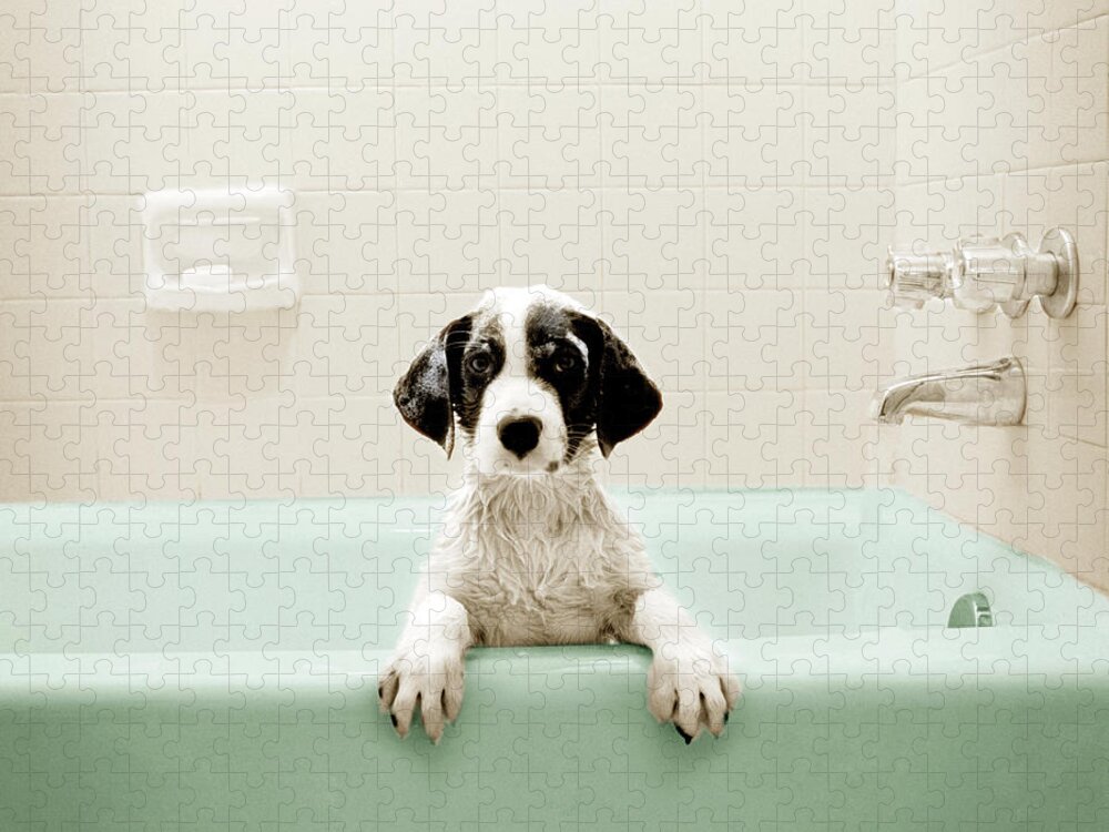 Pets Jigsaw Puzzle featuring the photograph Puppy In Bathtub by Stevecoleimages