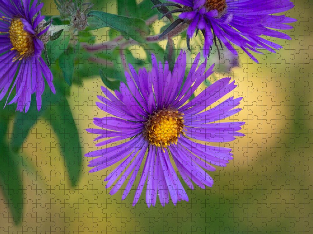 Aster Jigsaw Puzzle featuring the photograph Purple Aster Standing Out by Linda Bonaccorsi