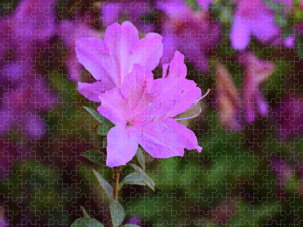 Flowers Jigsaw Puzzle featuring the photograph Purple Azaleas in Bloom by Nicole Lloyd