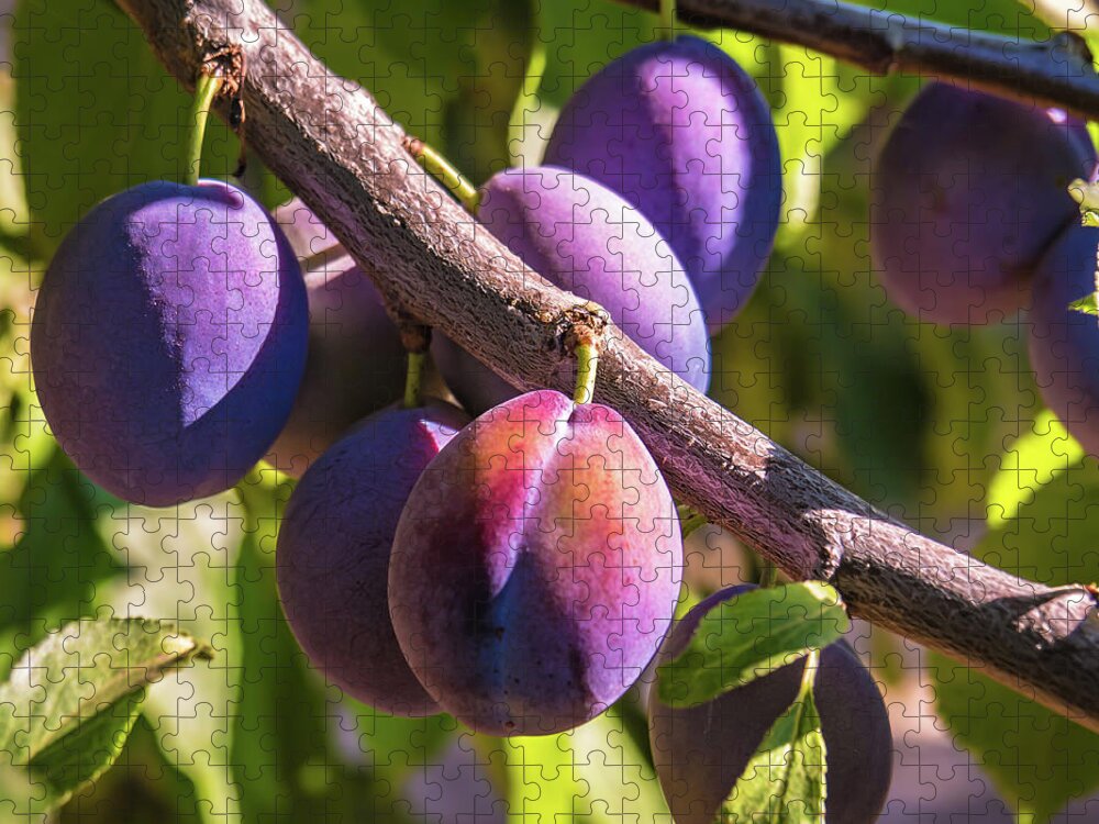 Italian Plums Jigsaw Puzzle featuring the photograph Purple Power by Leslie Struxness