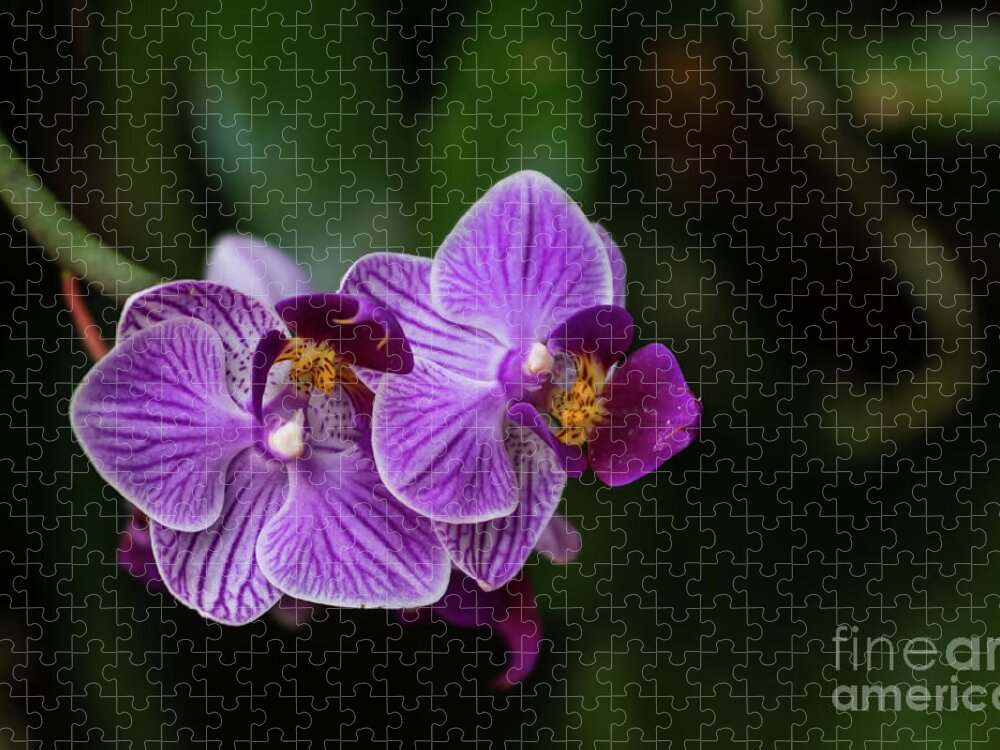 Phalaenopsis Jigsaw Puzzle featuring the photograph Purple Striped Phalaenopsis by Jennifer White