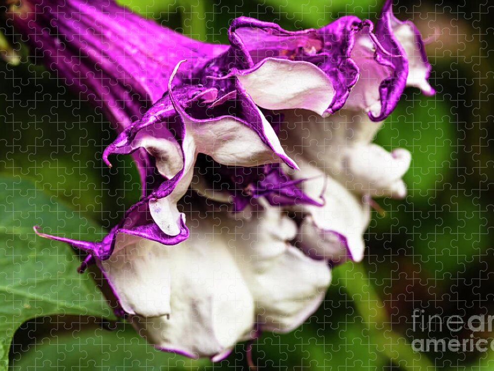 Brugmansia Jigsaw Puzzle featuring the photograph Purple Trumpet Flower by Raul Rodriguez