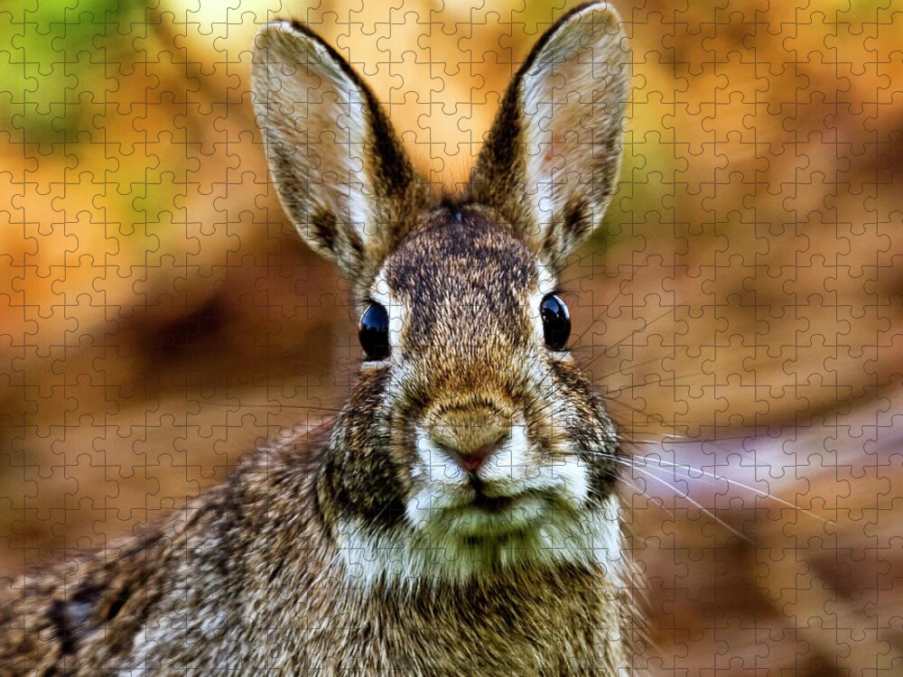 Animal Themes Puzzle featuring the photograph Rabbit by Hvargasimage