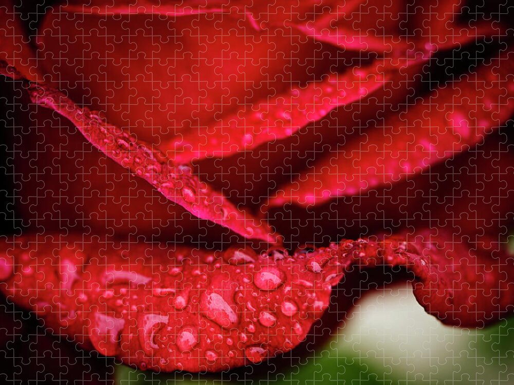 Flowerbed Jigsaw Puzzle featuring the photograph Rain Drops On Rose Petal by Ogphoto