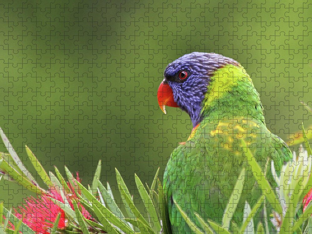 Animal Themes Jigsaw Puzzle featuring the photograph Rainbow Lorikeet by Christina Port Photography