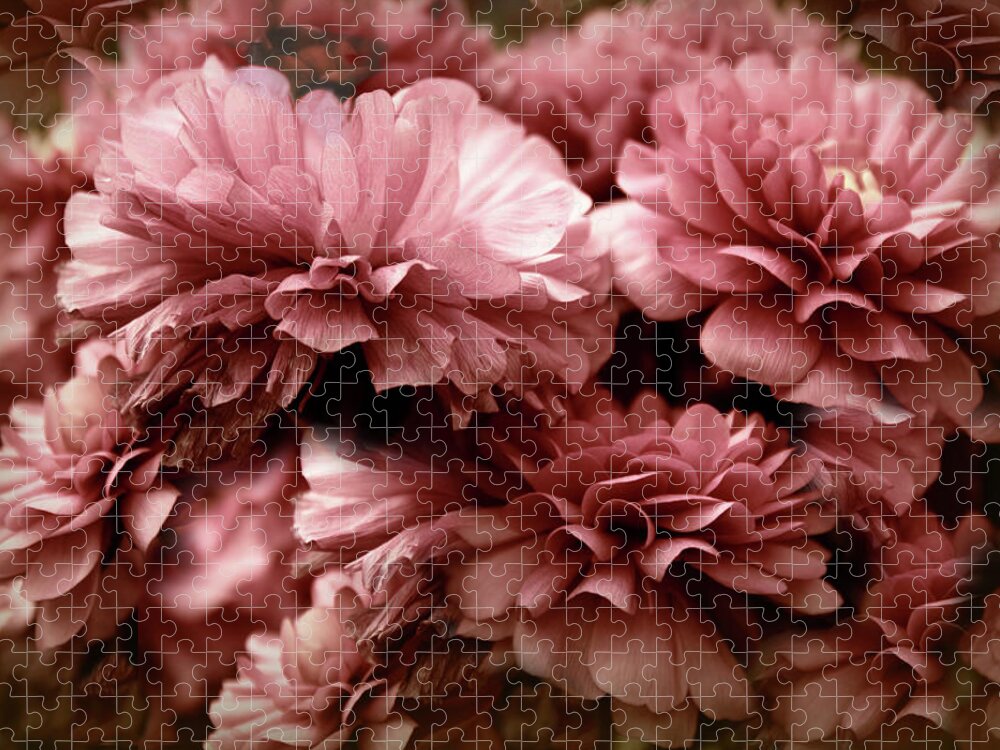 Flowers Jigsaw Puzzle featuring the photograph Ranunculus Petal Play by Jessica Jenney