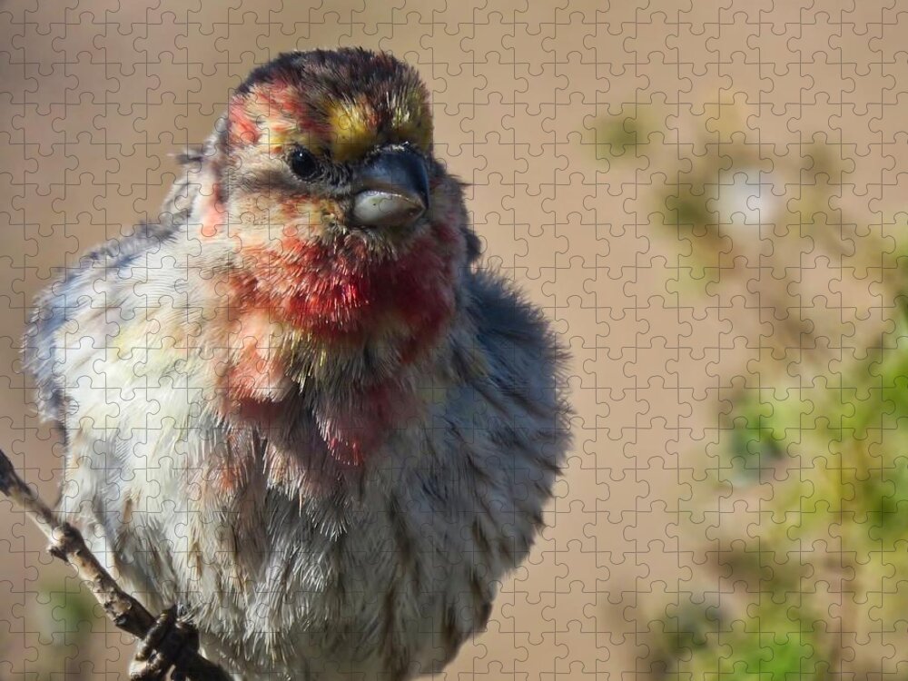 Arizona Jigsaw Puzzle featuring the photograph Rare Multicolored Male House Finch by Judy Kennedy