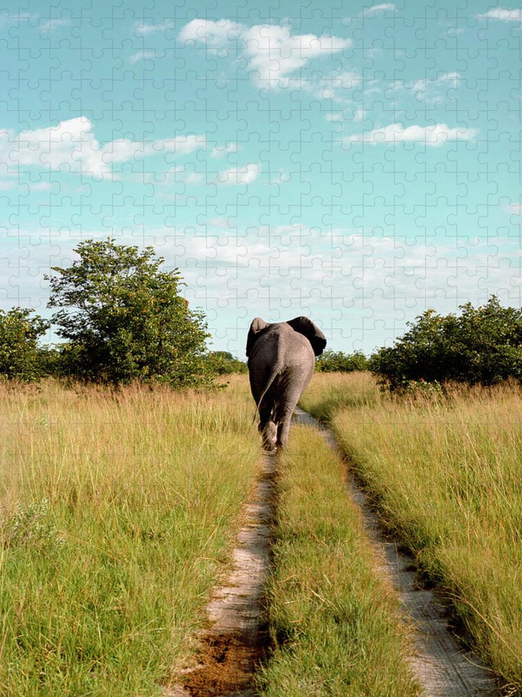 Botswana Jigsaw Puzzle featuring the photograph Rear View Of Elephant, Savute Lodge by Jasper James