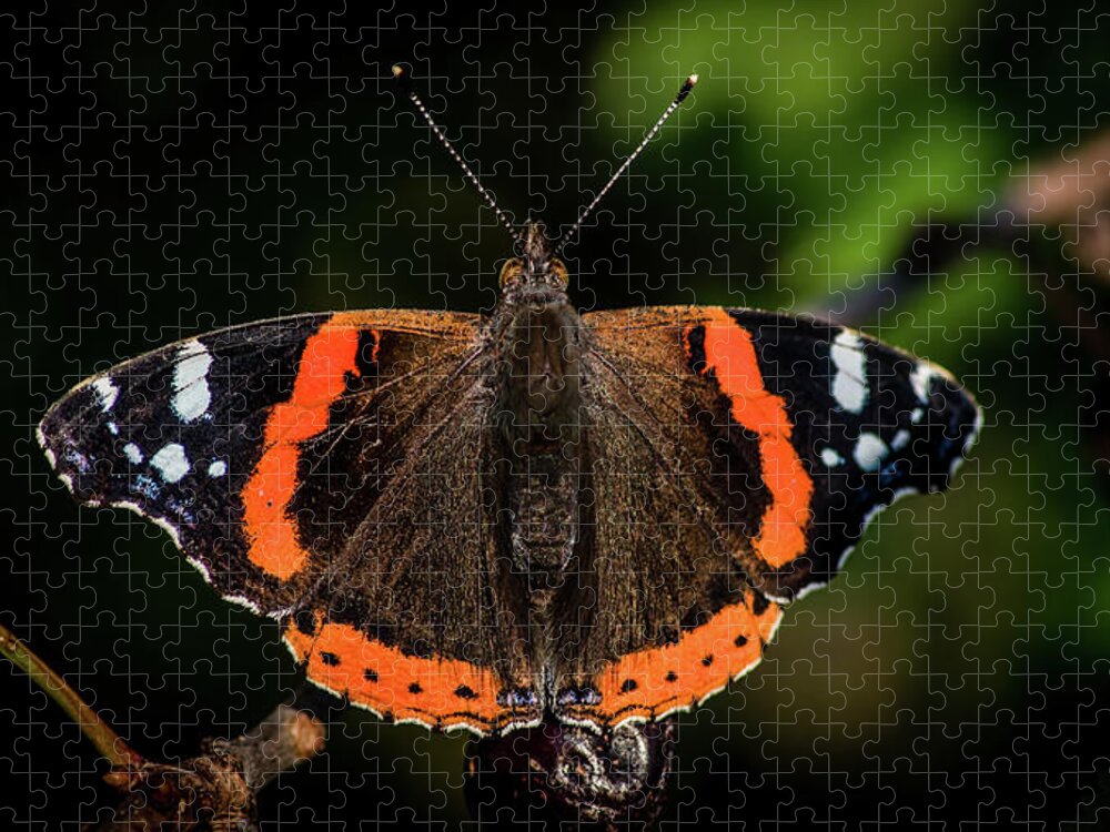 Red Admiral Butterfly Jigsaw Puzzle featuring the photograph Red Admiral Butterfly in the cherry tree by Torbjorn Swenelius