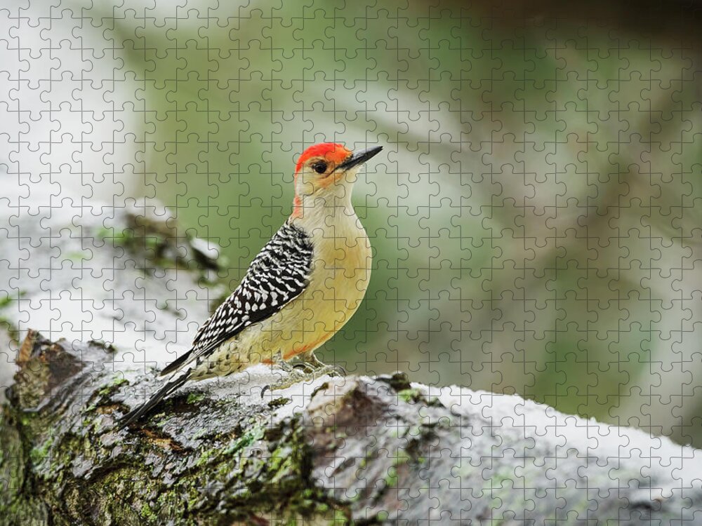 Alertness Jigsaw Puzzle featuring the photograph Red-bellied Woodpecker Melanerpes by Tom Patrick / Design Pics