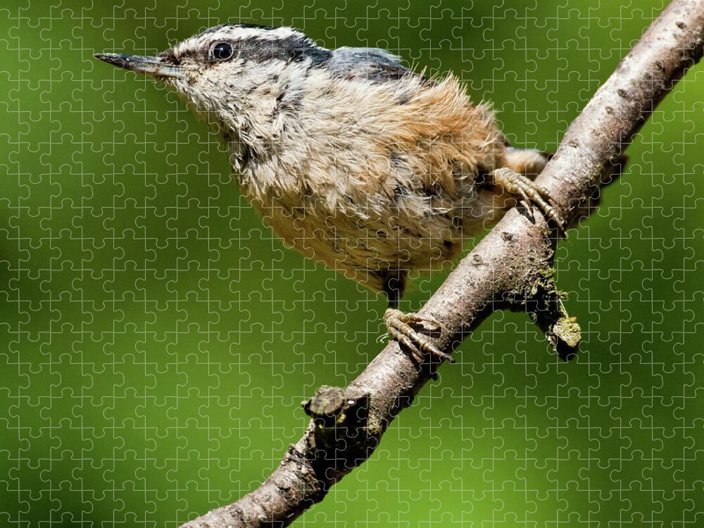 Animal Jigsaw Puzzle featuring the photograph Red Breasted Nuthatch by Jeff Goulden