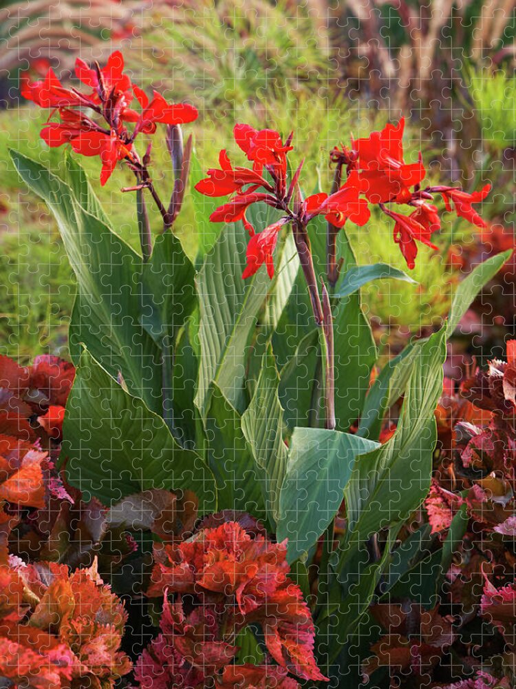 Garden Jigsaw Puzzle featuring the photograph Red cannas by Garden Gate magazine