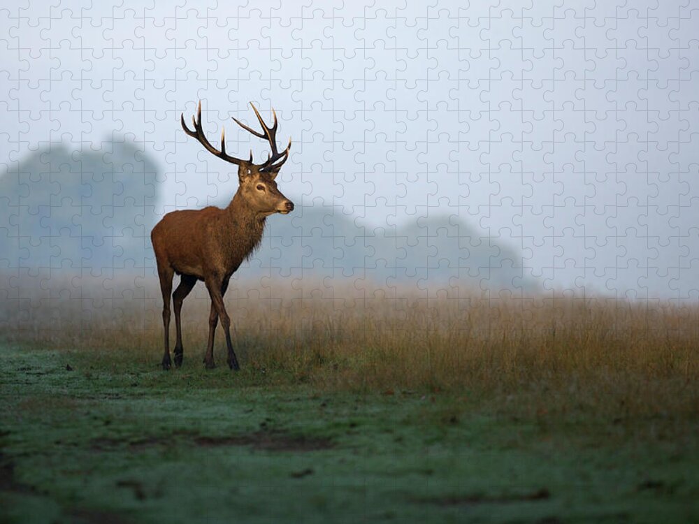Rutting Jigsaw Puzzle featuring the photograph Red Deer Stag by Davethomasnz