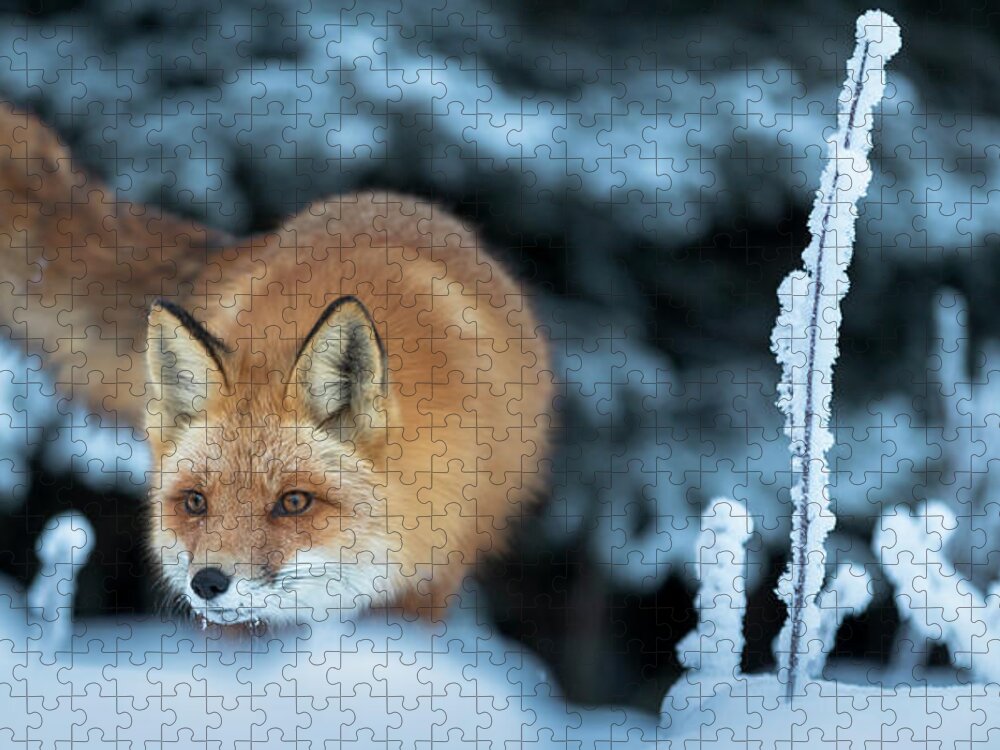 Alaska Jigsaw Puzzle featuring the photograph Red Fox Hunting by Scott Slone