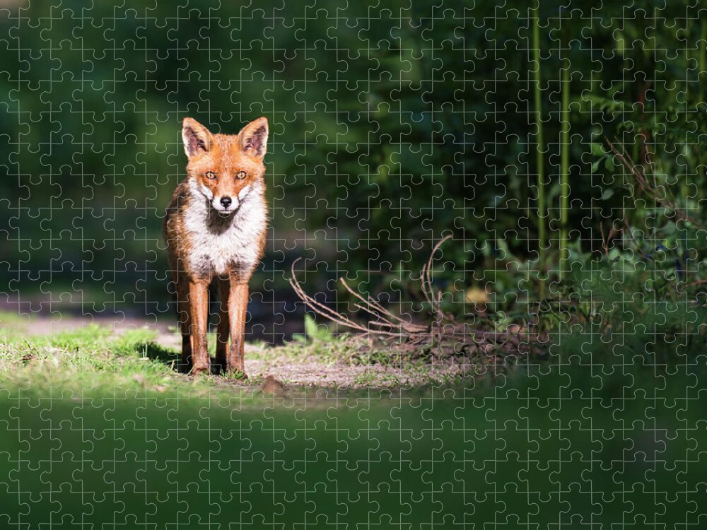 Shadow Jigsaw Puzzle featuring the photograph Red Fox On Forest Track by James Warwick