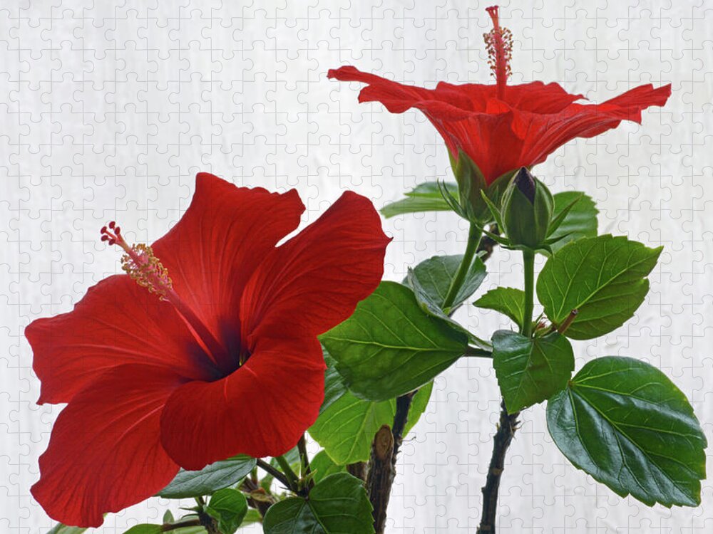 Hibiscus Jigsaw Puzzle featuring the photograph Red Hibiscus Duo by Terence Davis