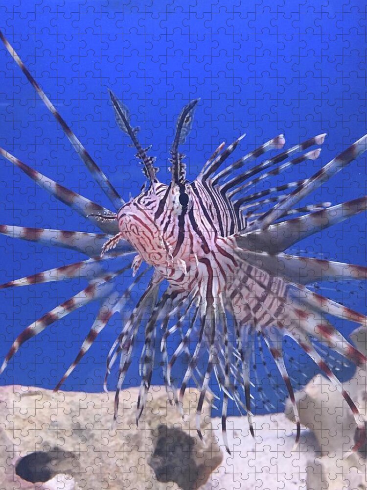 Fish Red Lionfish Jigsaw Puzzle featuring the photograph Red Lionfish by Rocco Silvestri